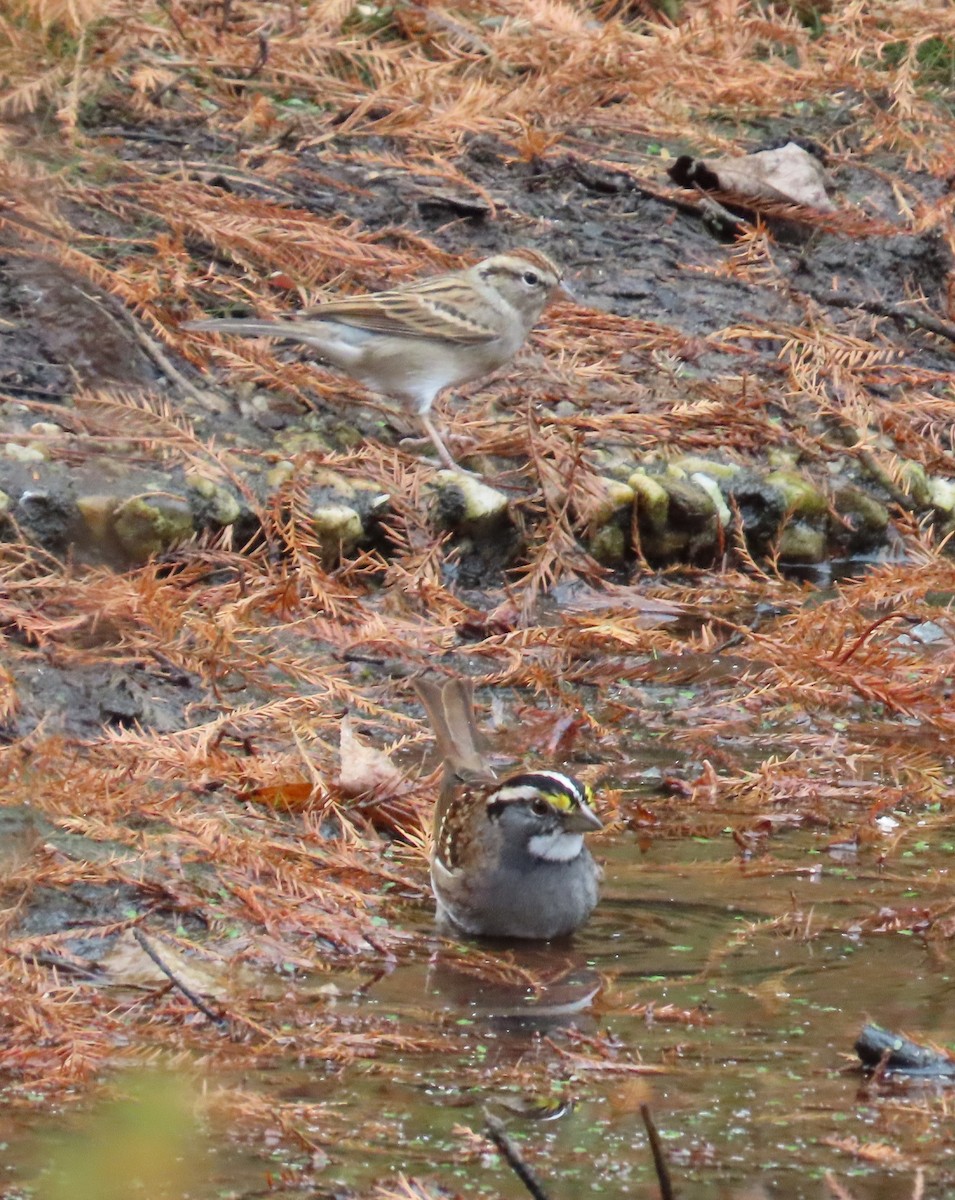 Chipping Sparrow - ML645521458