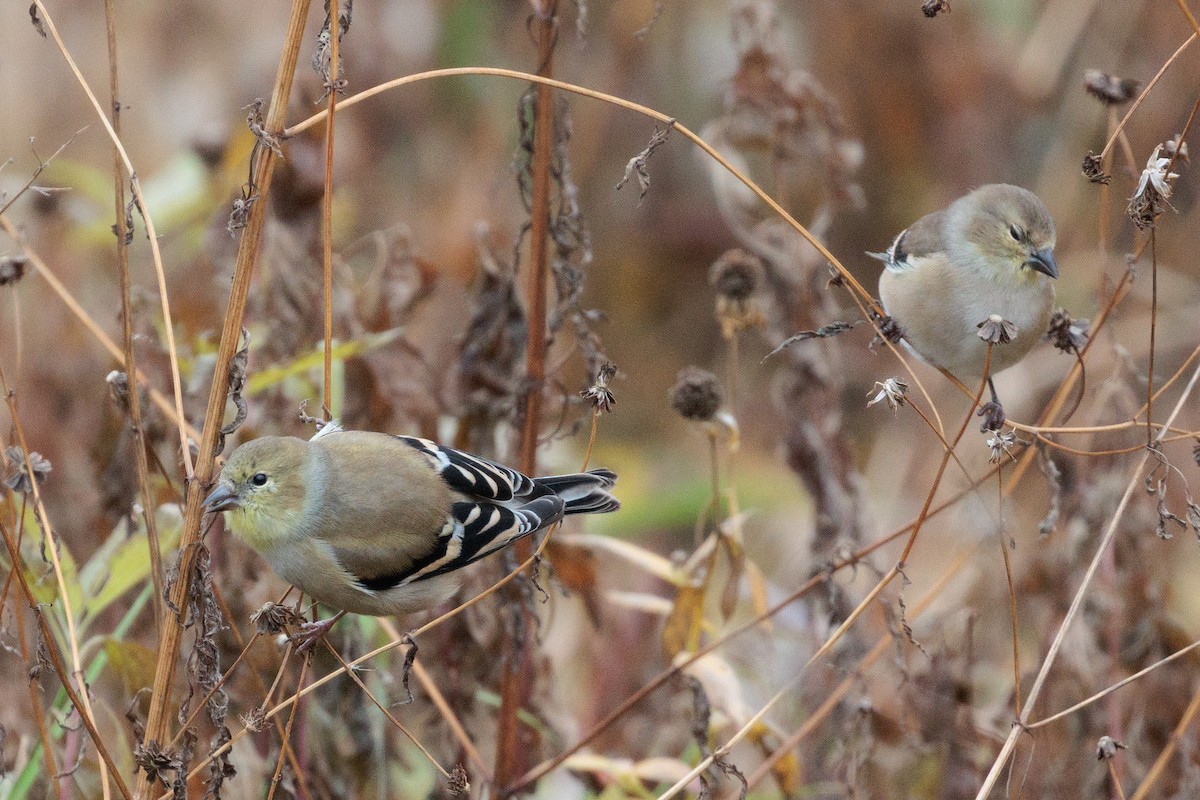 American Goldfinch - ML645521464