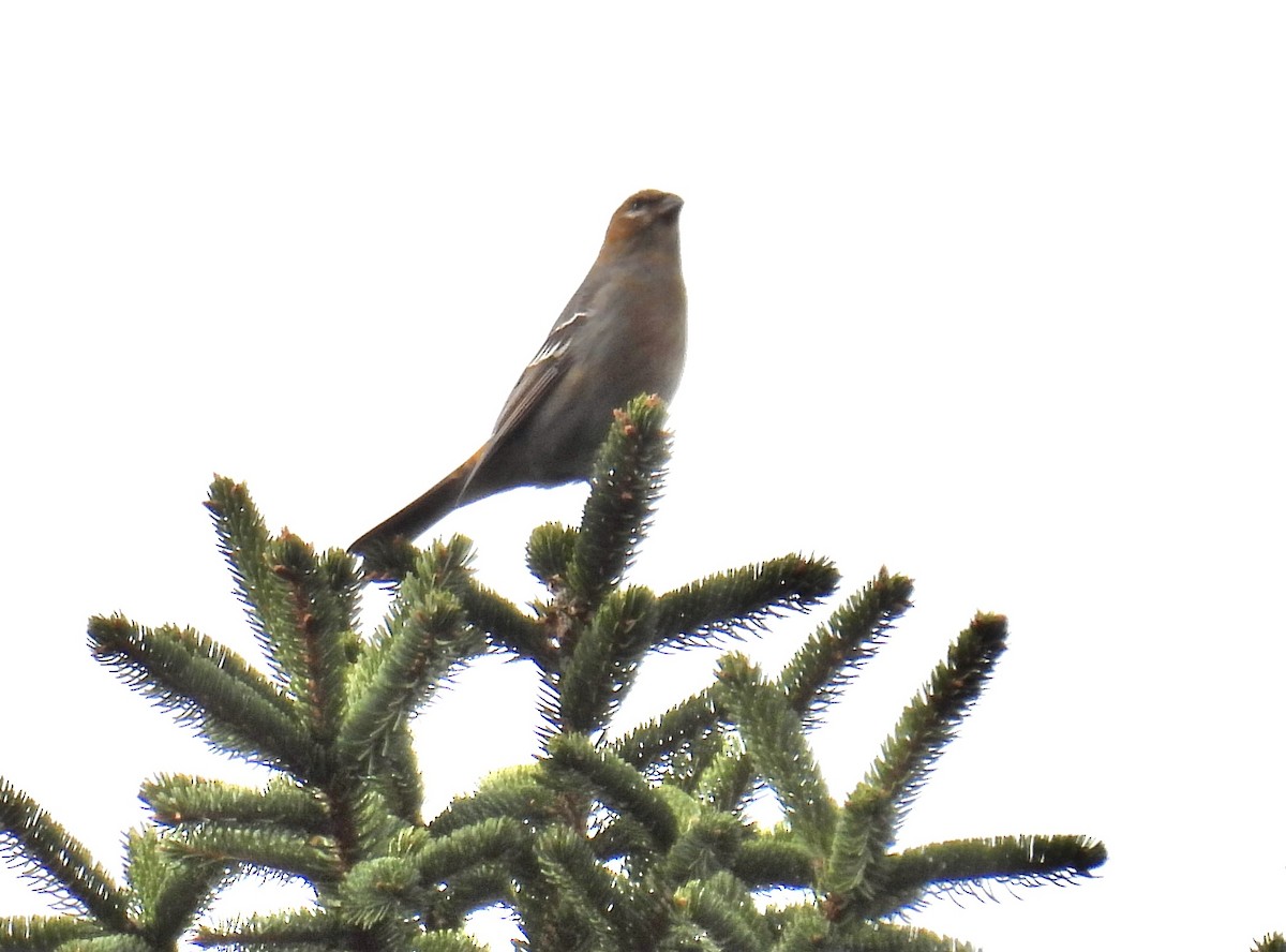 Pinu-gailupa - ML645521469