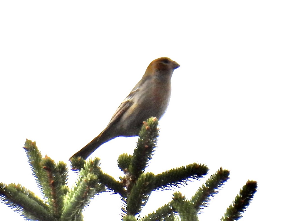 Pinu-gailupa - ML645521470