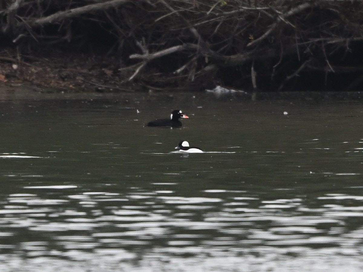 Surf Scoter - ML645521476