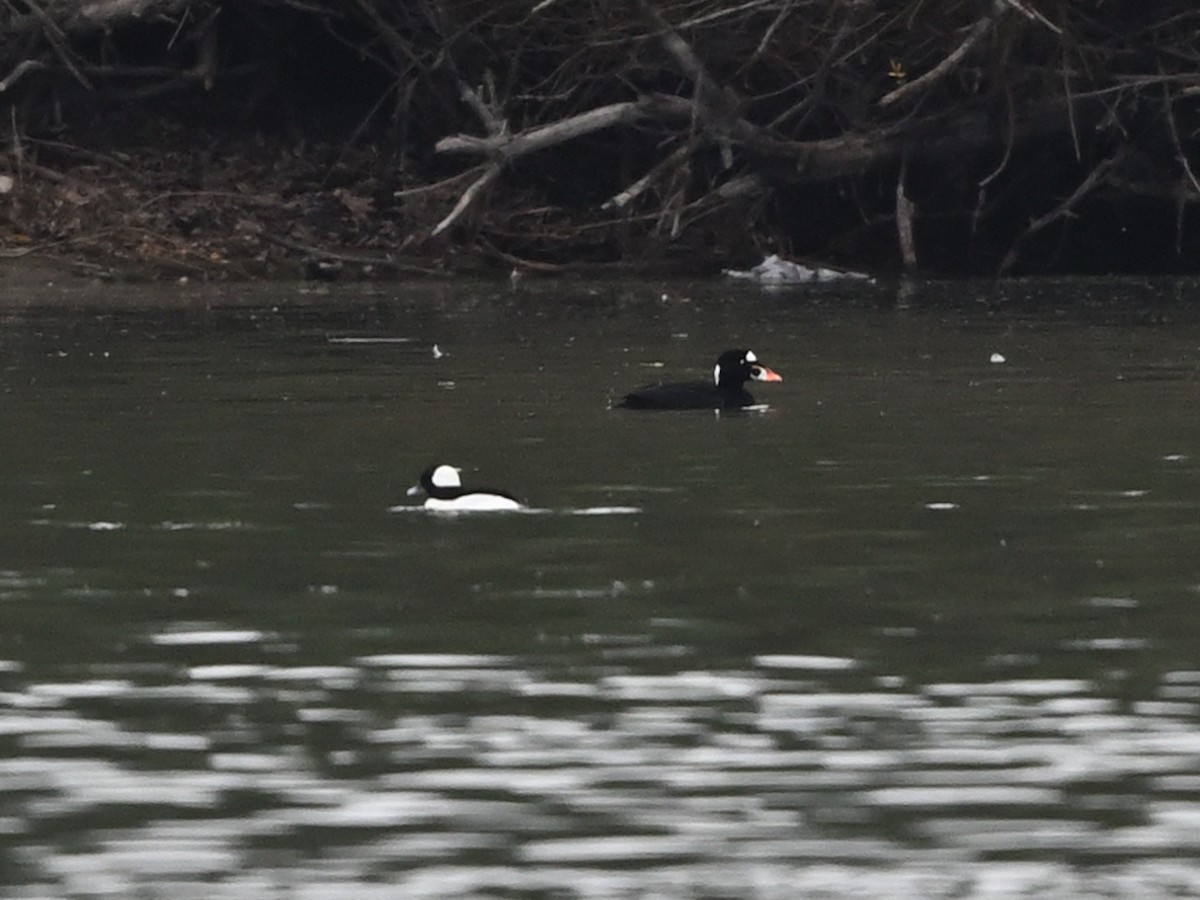 Surf Scoter - ML645521477