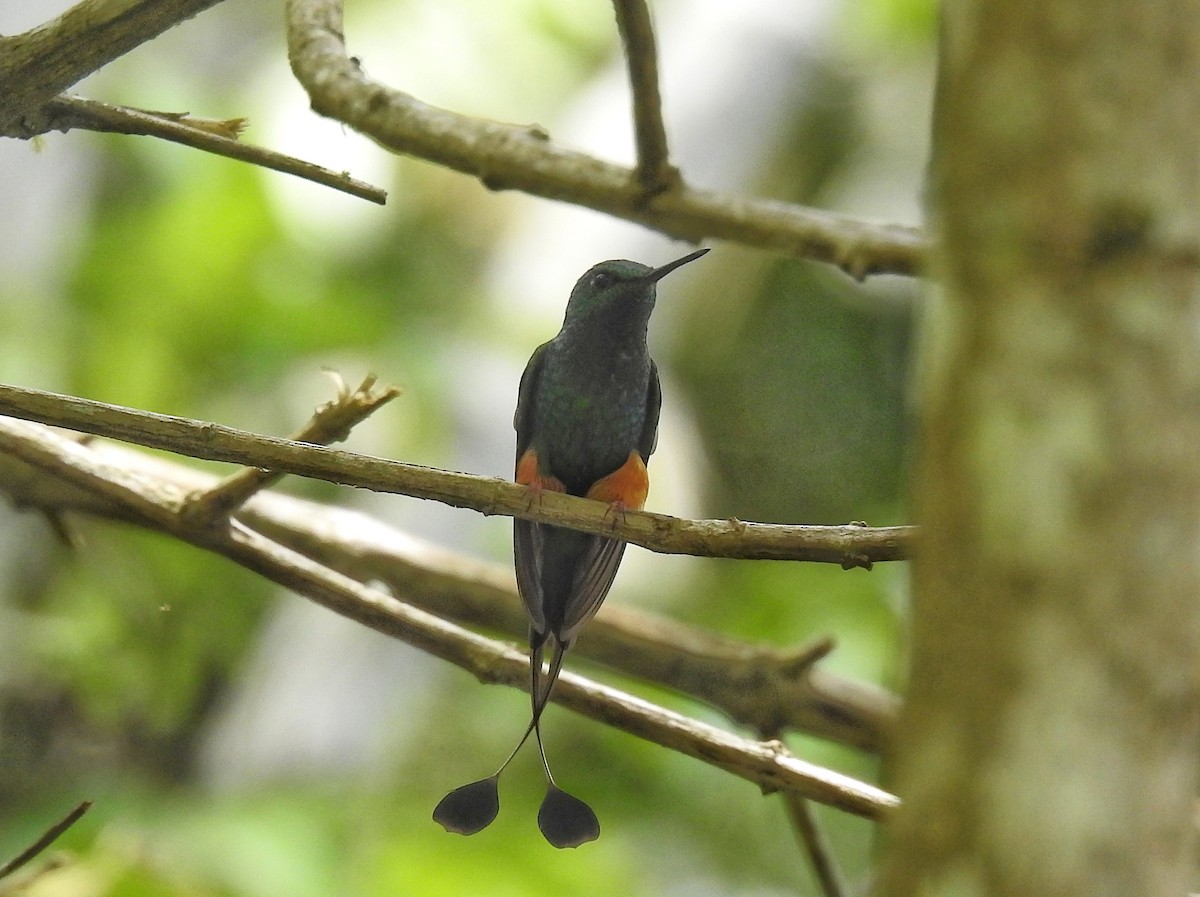 Rufous-booted Racket-tail - ML645521479