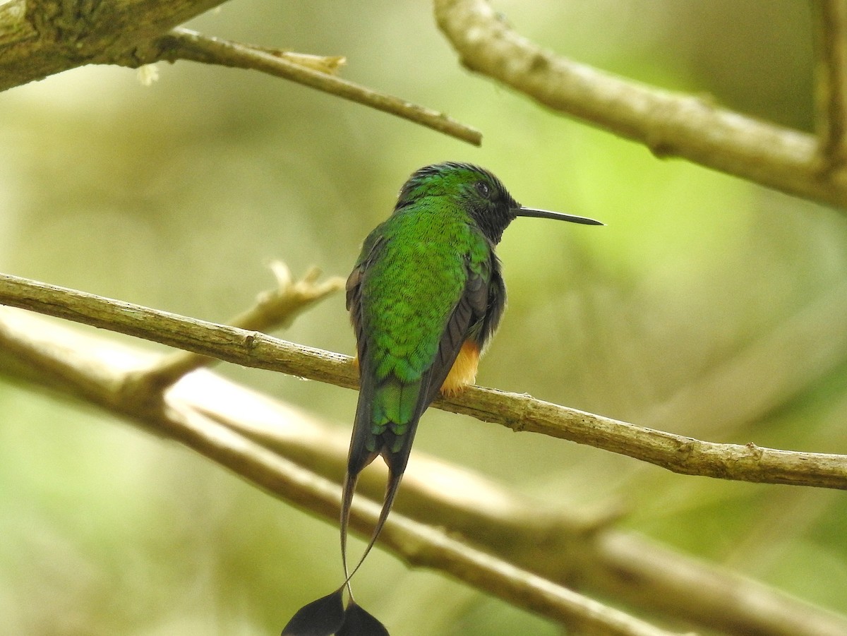 Rufous-booted Racket-tail - ML645521480