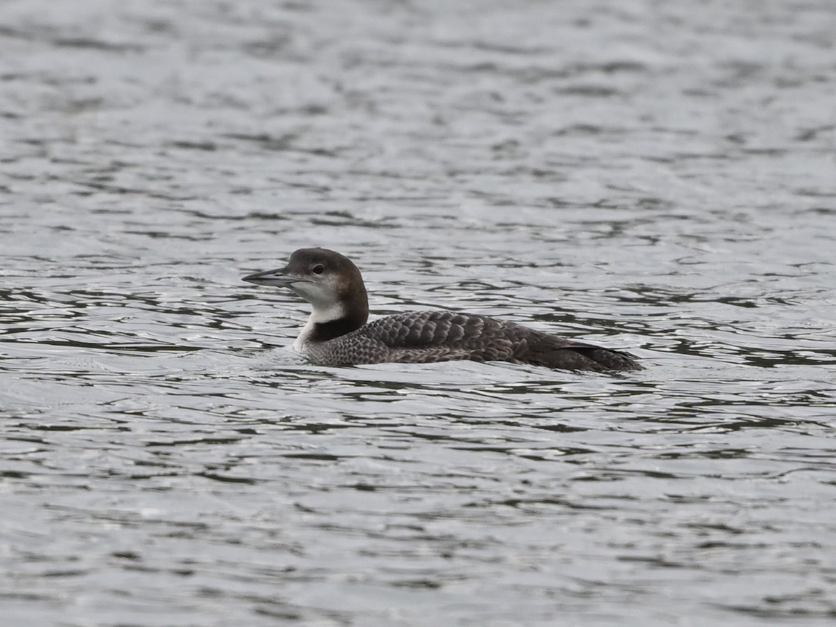 Common Loon - ML645521483