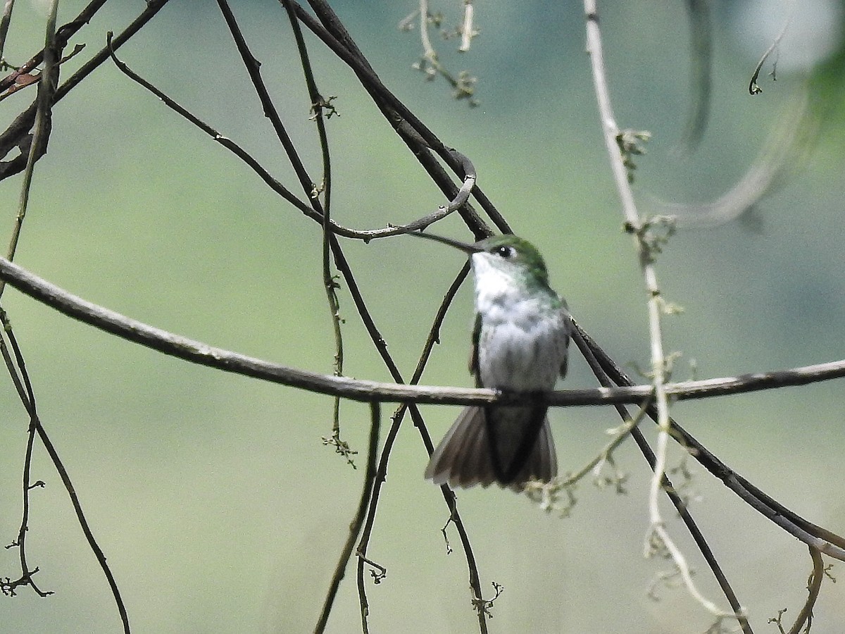 Green-and-white Hummingbird - ML645521493