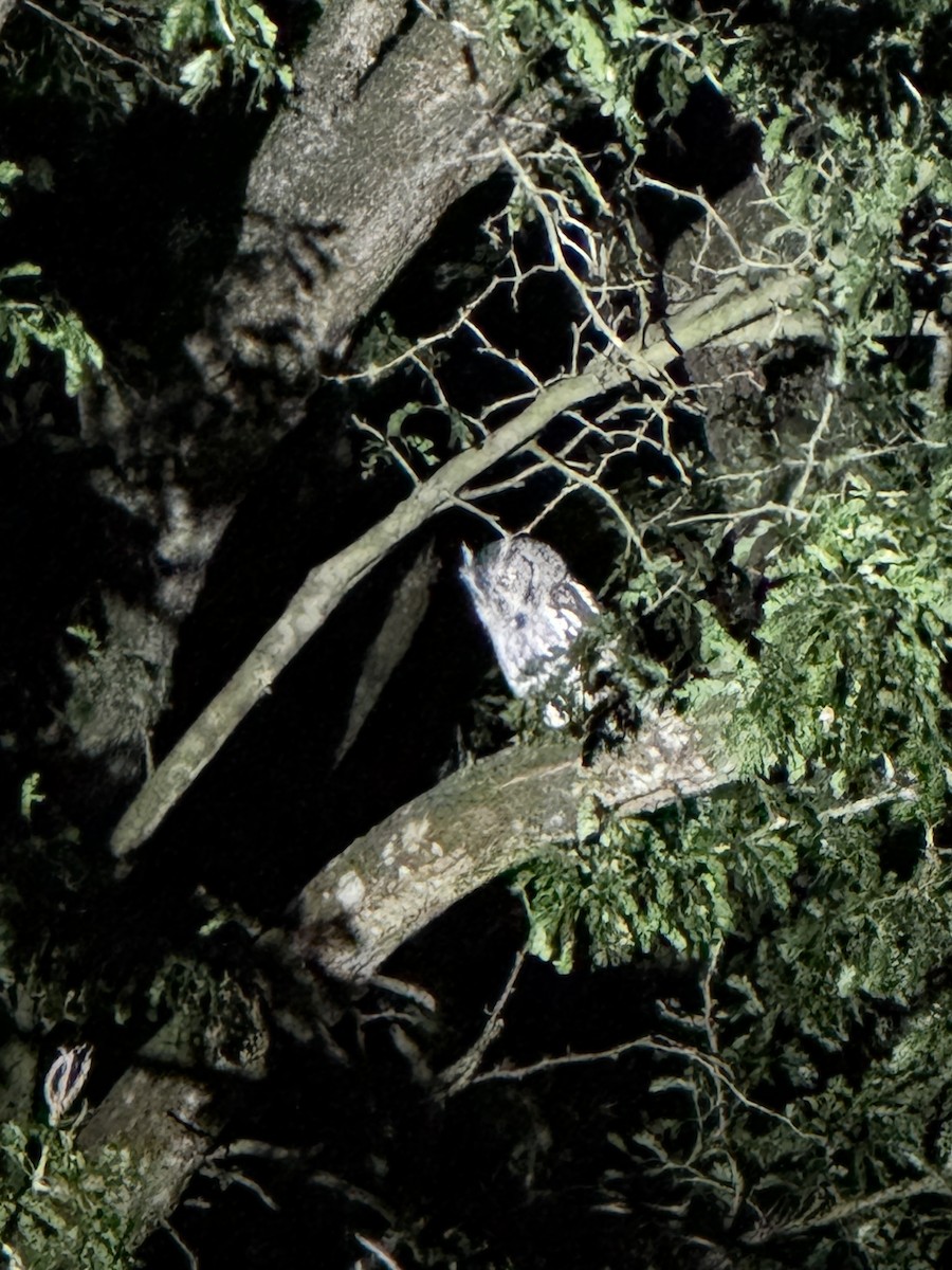 Eastern Screech-Owl - ML645521497