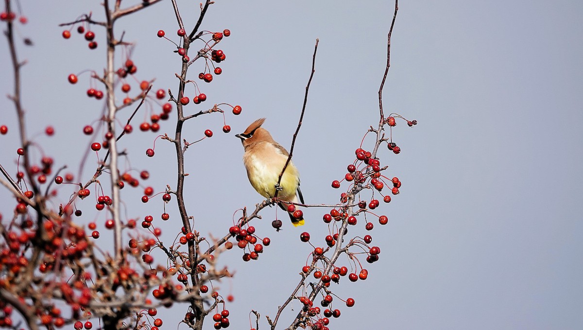 Cedar Waxwing - ML645521501