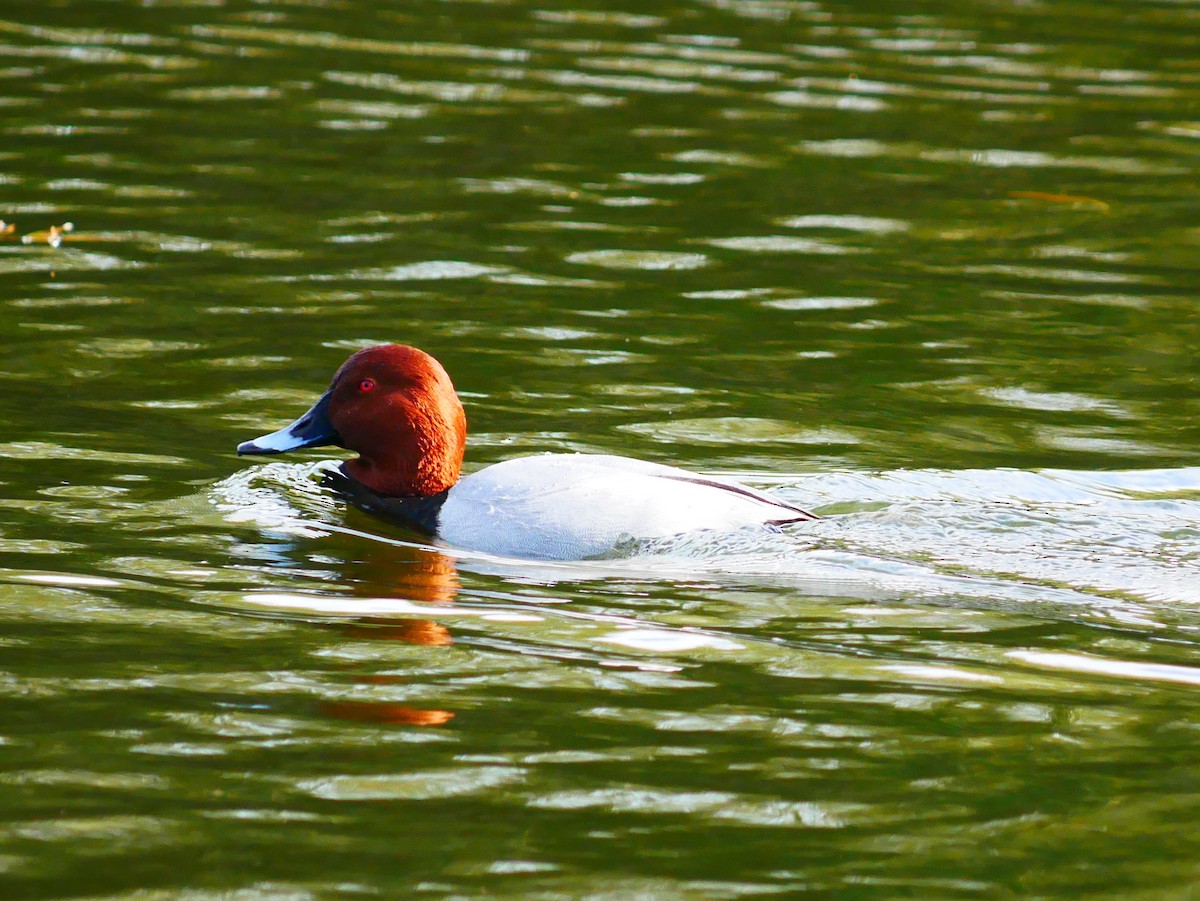 Common Pochard - ML645521518
