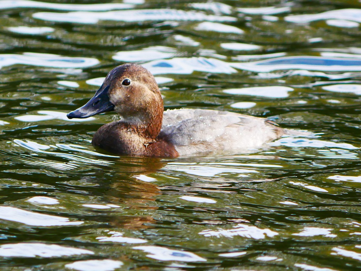Common Pochard - ML645521519