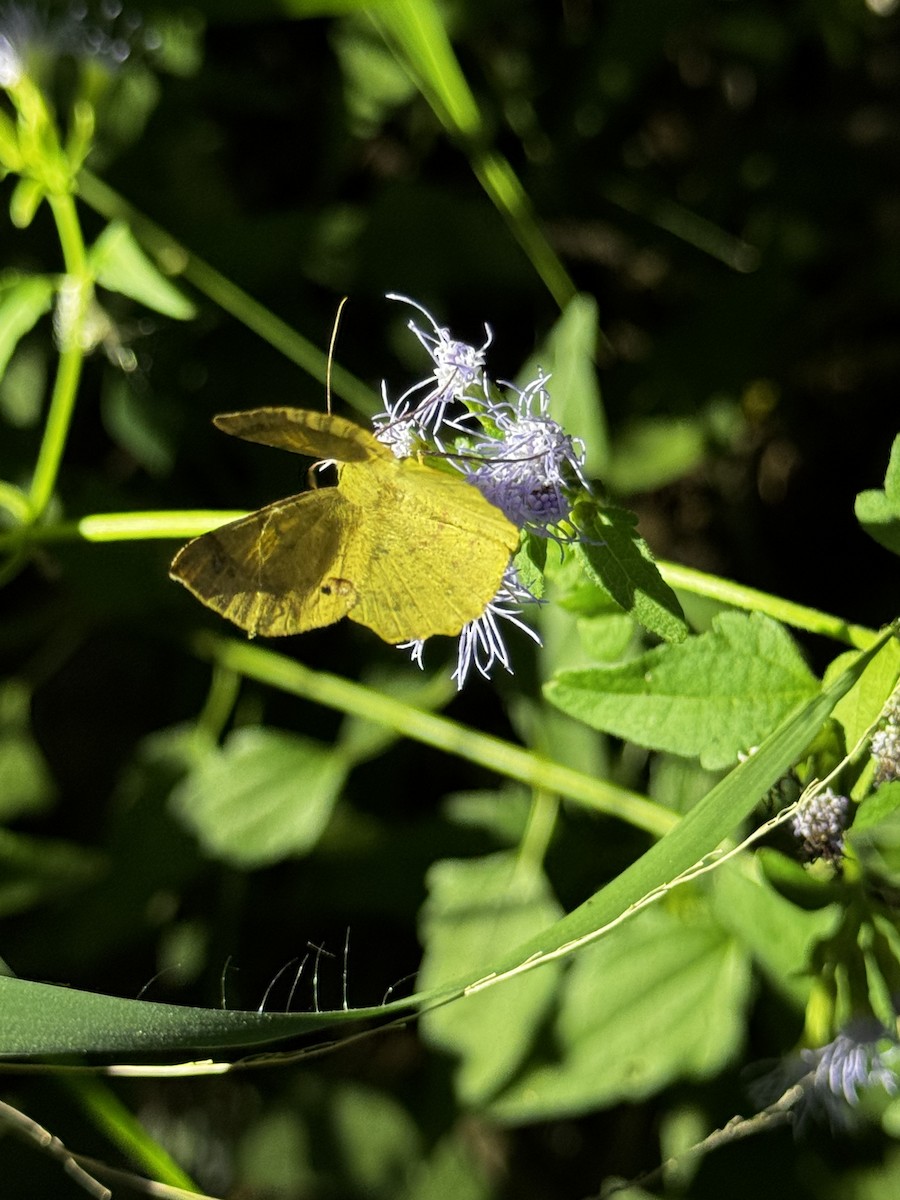 Cloudless Sulphur - ML645521520