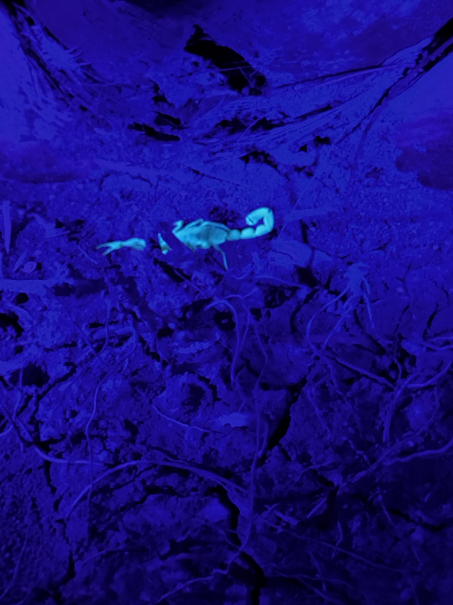 Insects - ML645521521