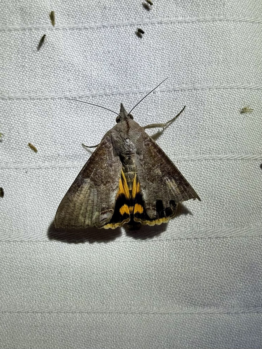 Hypocala Moth - ML645521522
