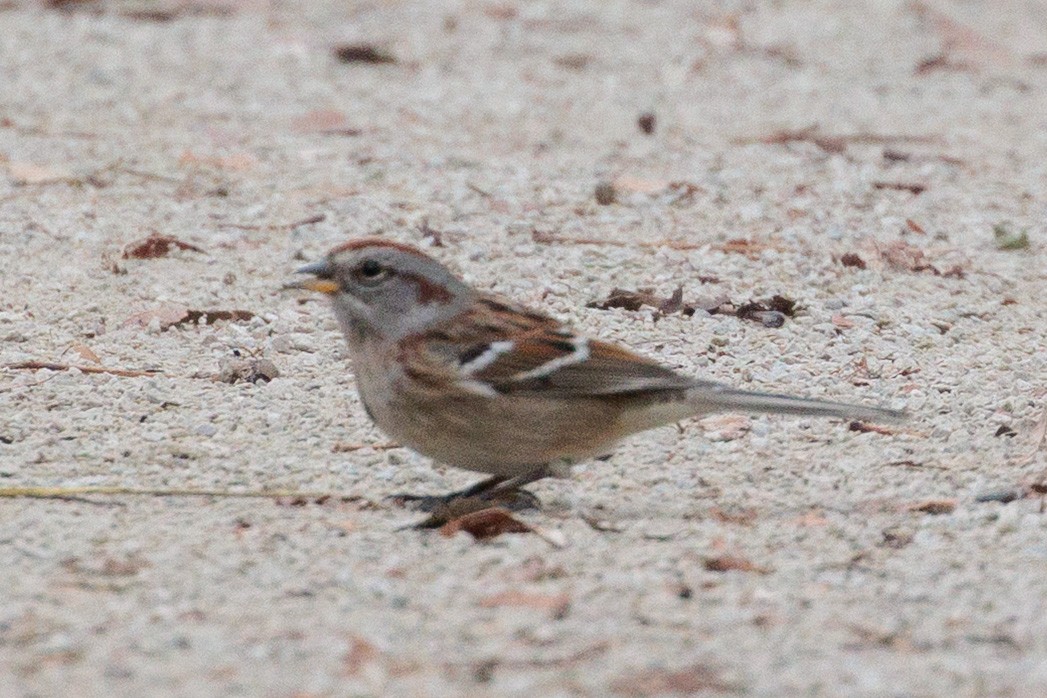 American Tree Sparrow - ML645521527