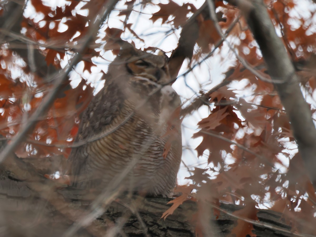 Great Horned Owl - ML645521533