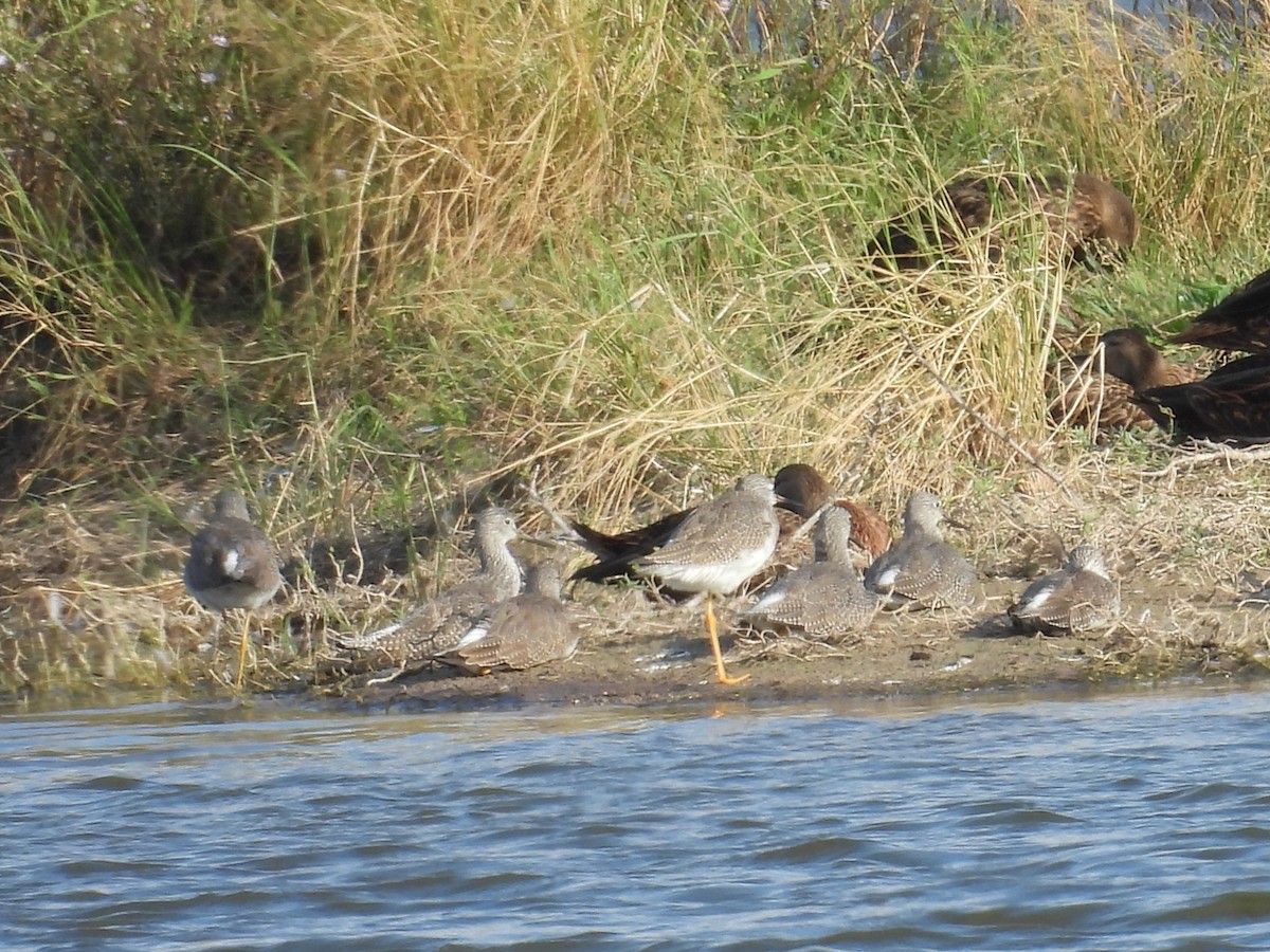 コキアシシギ／オオキアシシギ - ML645521534