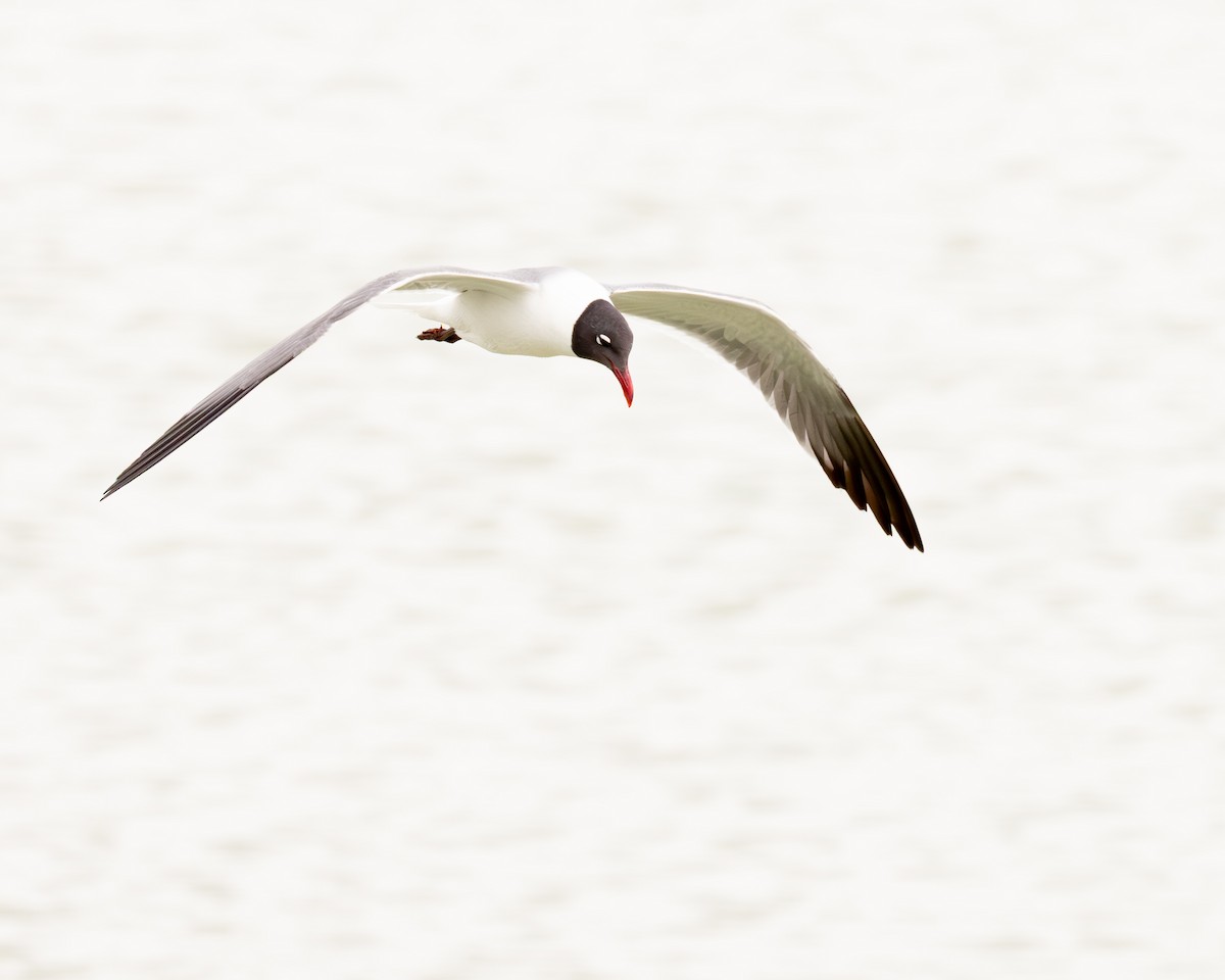 ワライカモメ - ML645521538