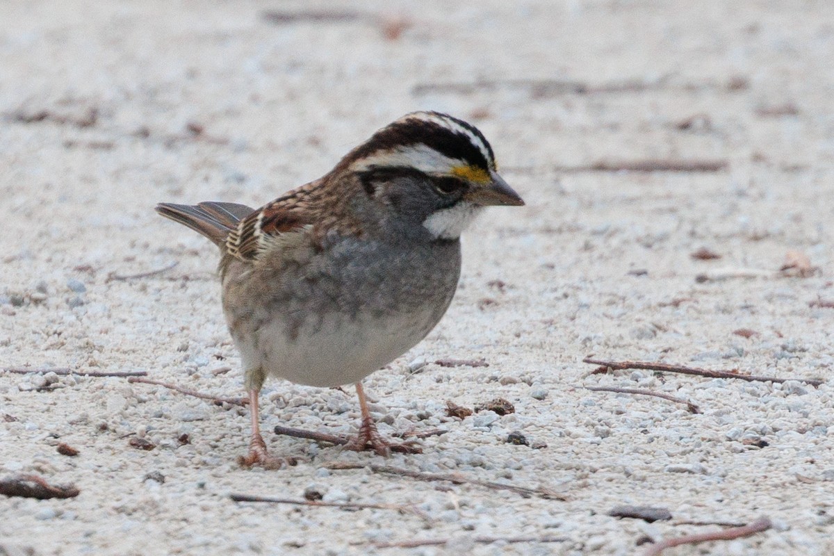 White-throated Sparrow - ML645521544