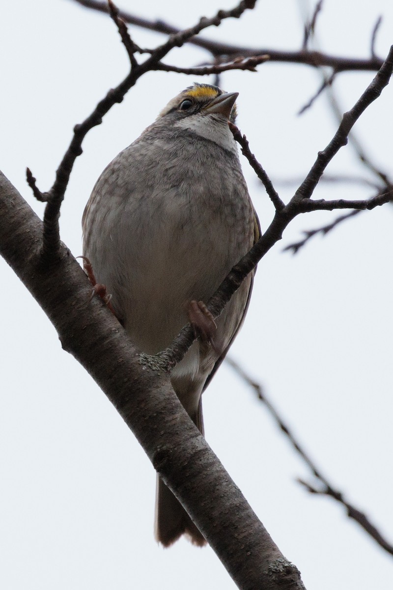 White-throated Sparrow - ML645521545