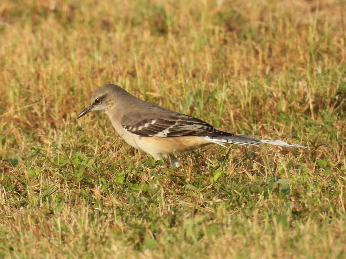 Northern Mockingbird - ML645521553