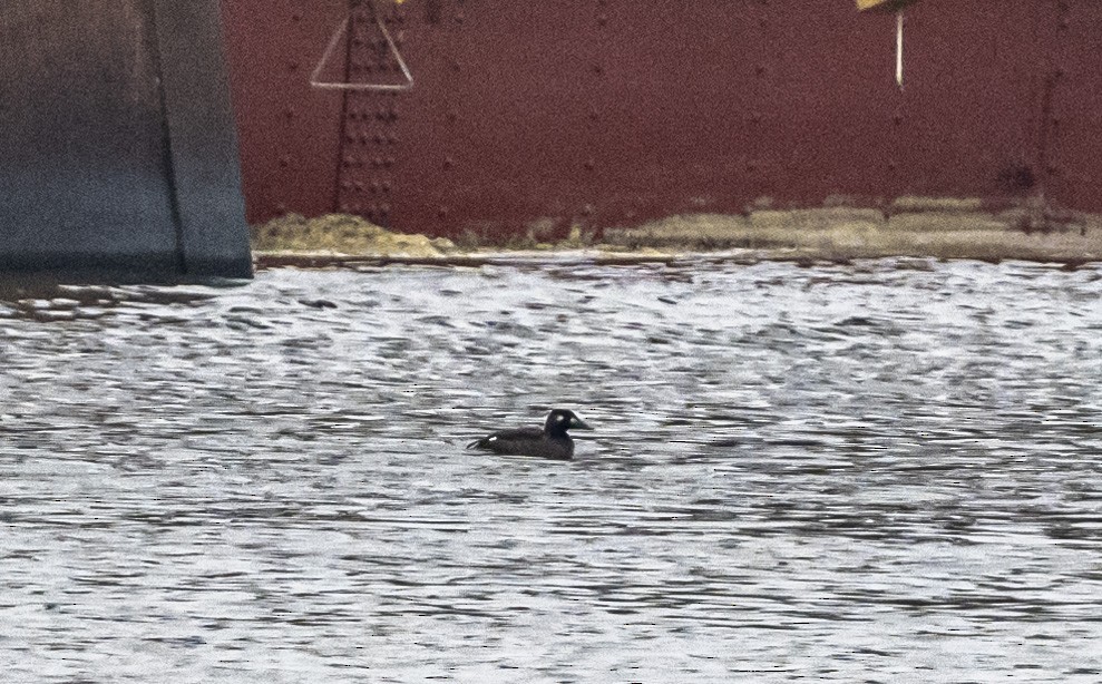 White-winged Scoter - ML645521555