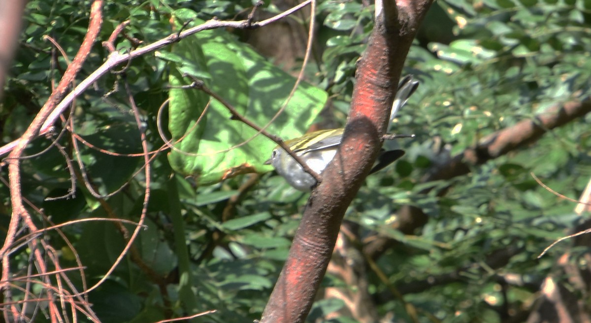 lesňáček rezavoboký - ML645521560