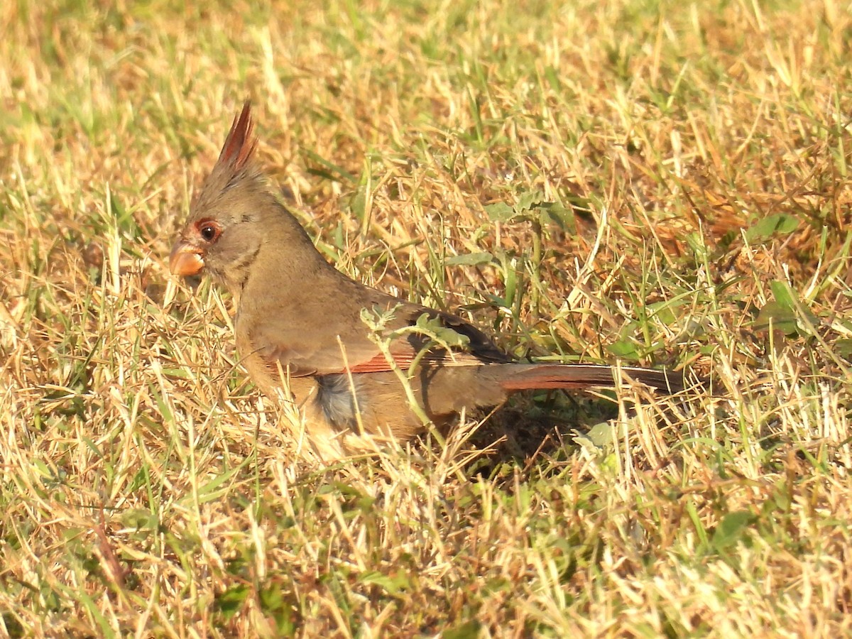 Pyrrhuloxia - ML645521562