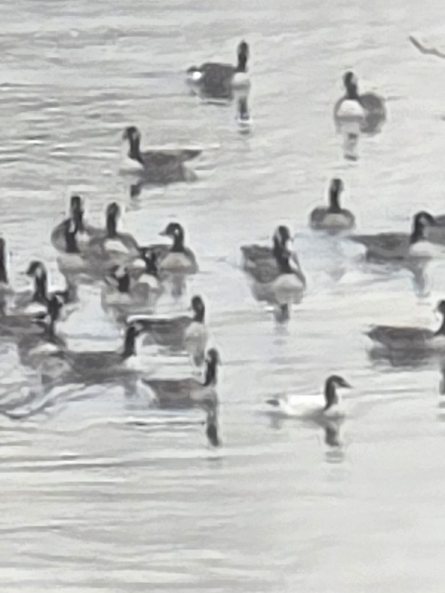 Canada Goose - ML645521565