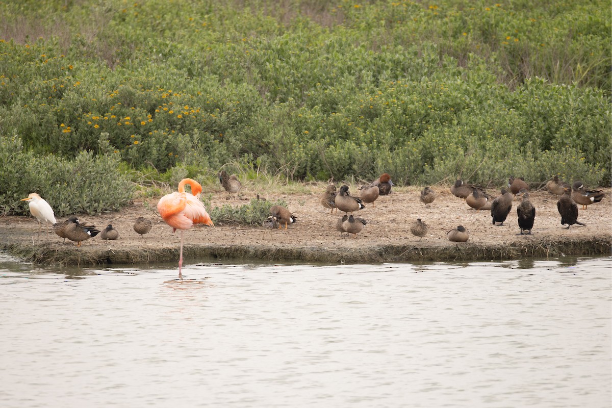American Flamingo - ML645521570