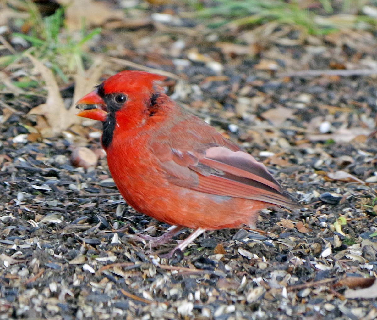 Cardinal rouge - ML645521571