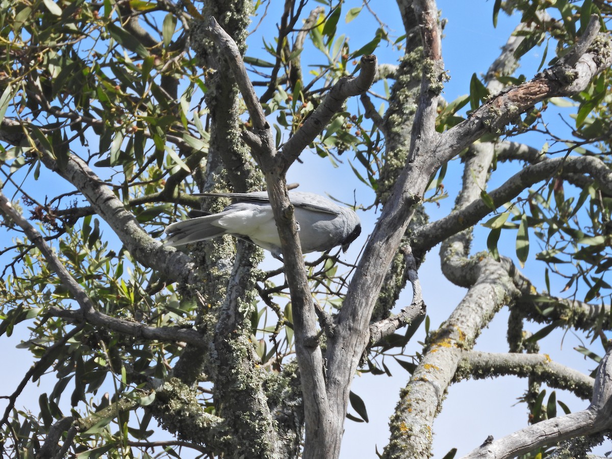 Black-faced Cuckooshrike - ML645521590