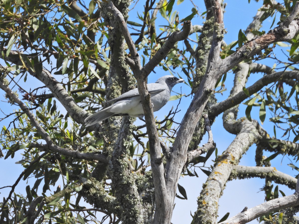 Black-faced Cuckooshrike - ML645521601