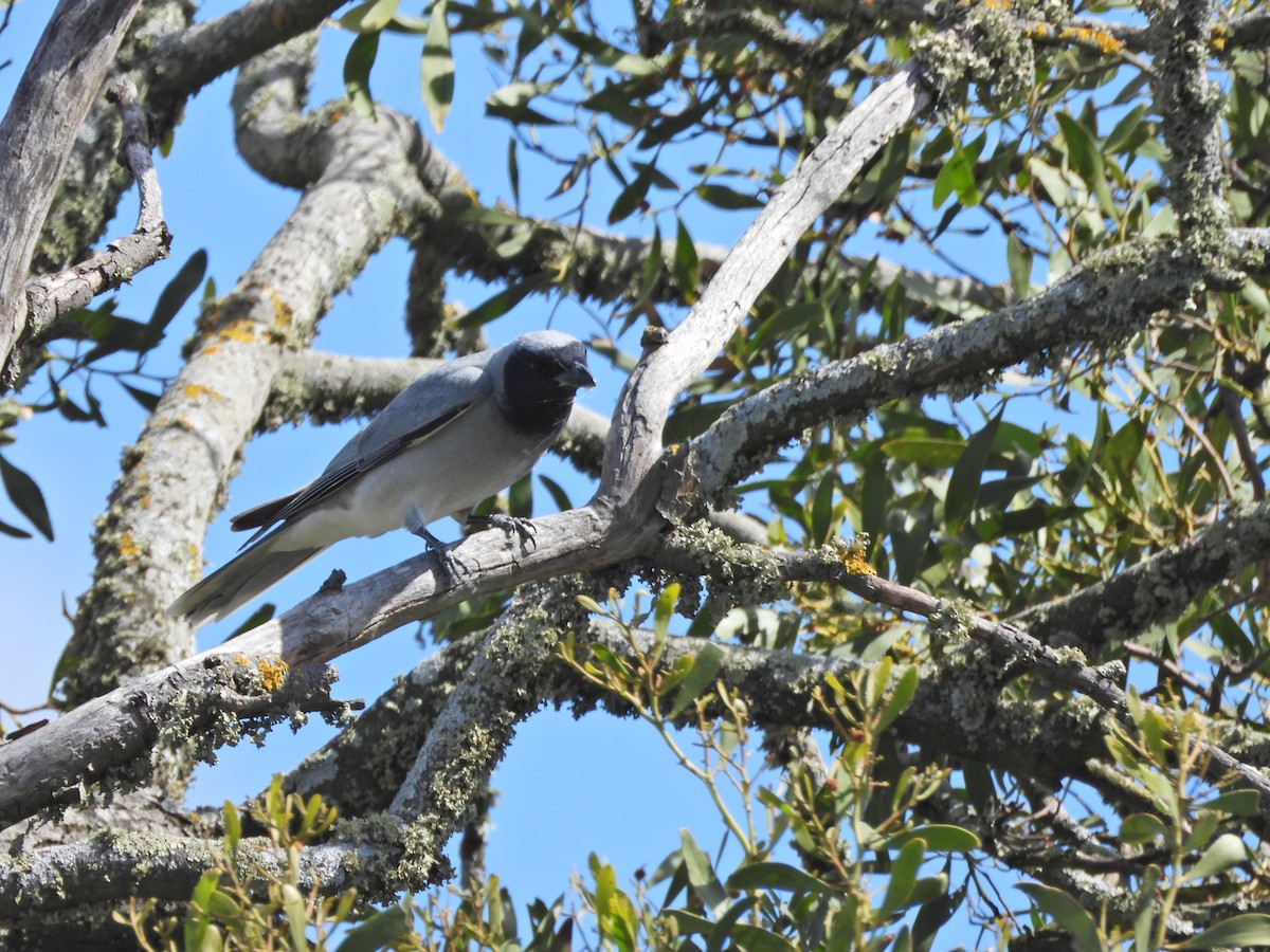 Black-faced Cuckooshrike - ML645521621