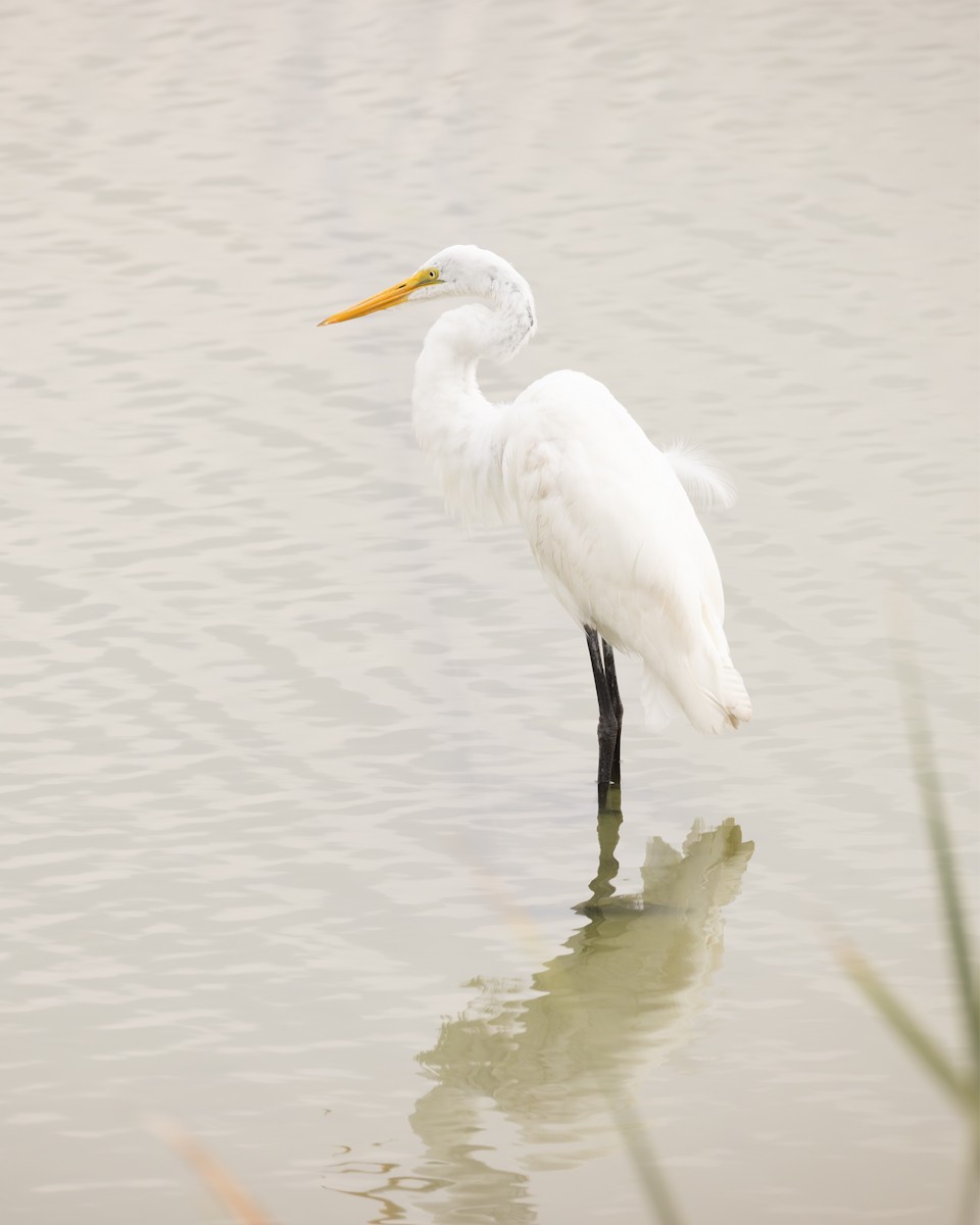Great Egret - ML645521626