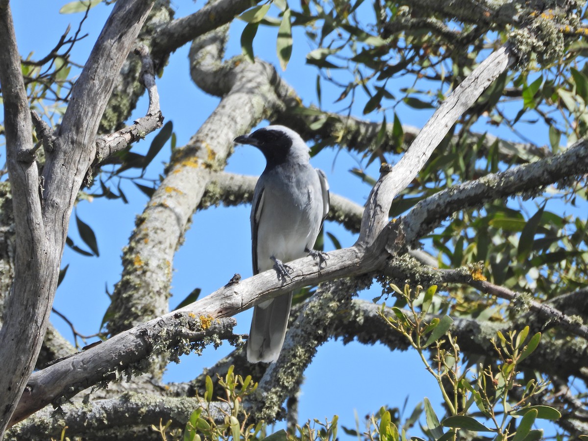 Black-faced Cuckooshrike - ML645521632