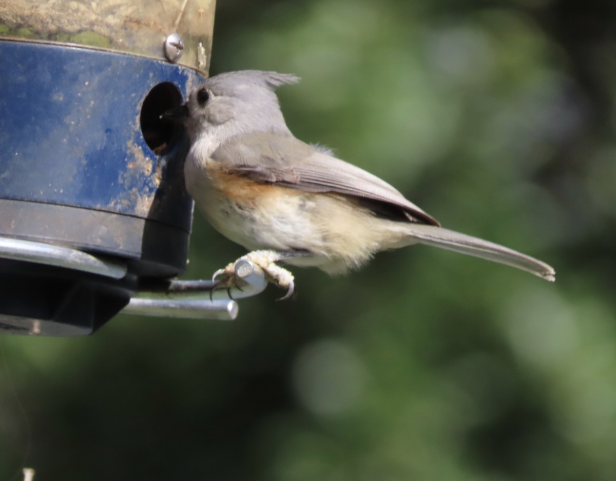 Tufted Titmouse - ML645521654