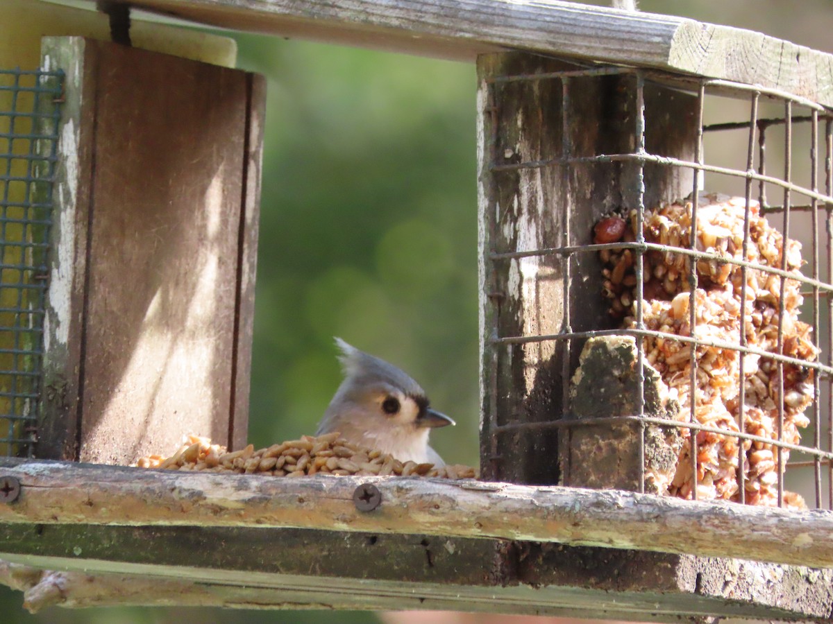Tufted Titmouse - ML645521655