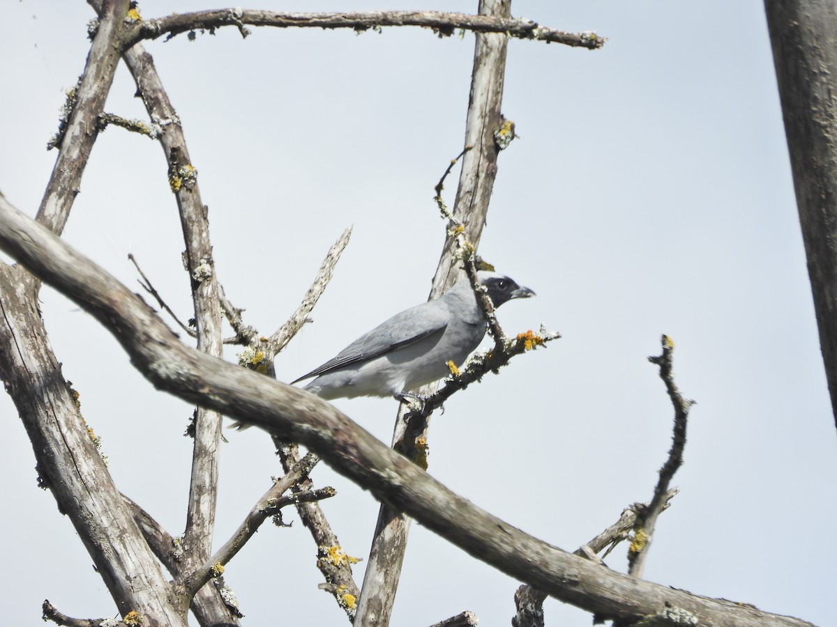 Black-faced Cuckooshrike - ML645521656