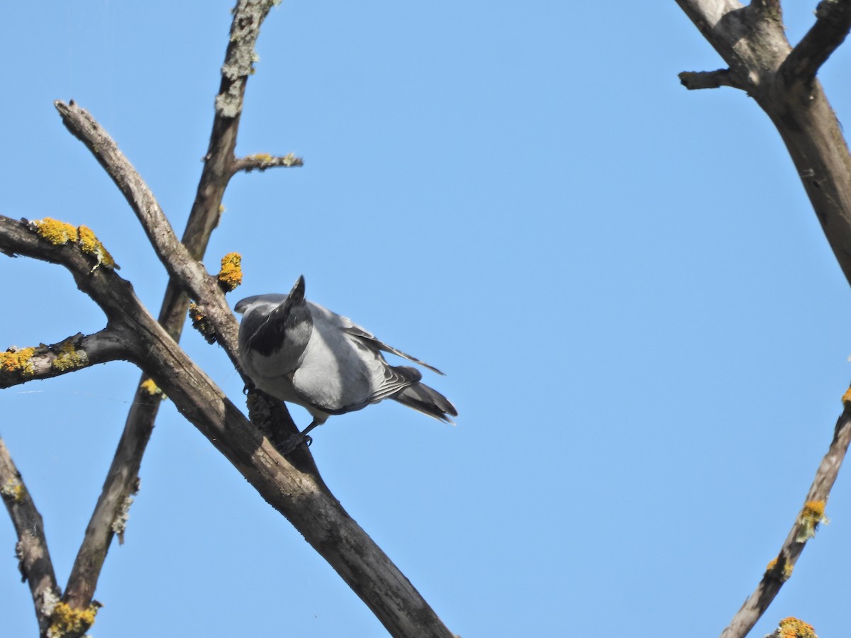 Black-faced Cuckooshrike - ML645521670