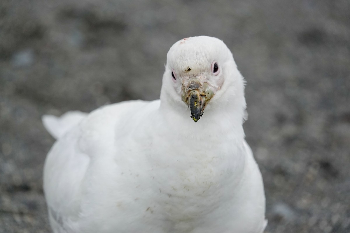Snowy Sheathbill - ML645521676