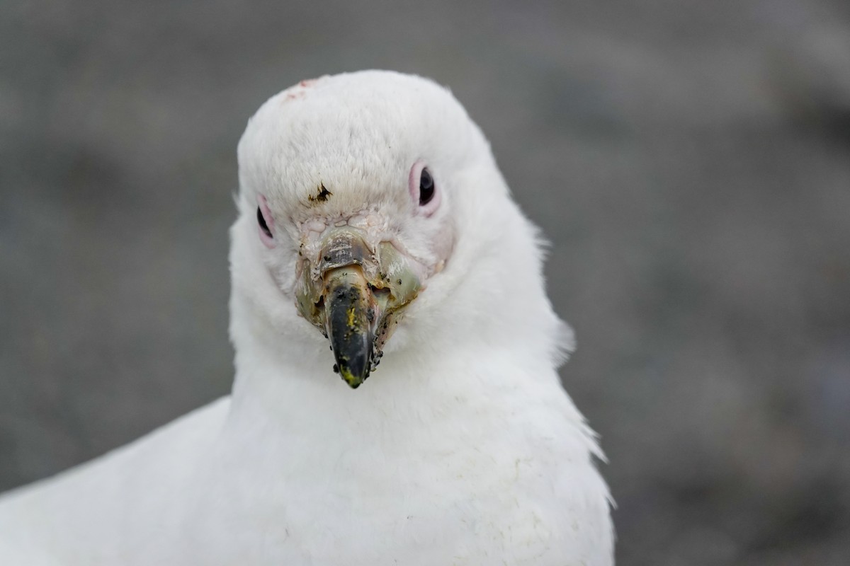 Snowy Sheathbill - ML645521677
