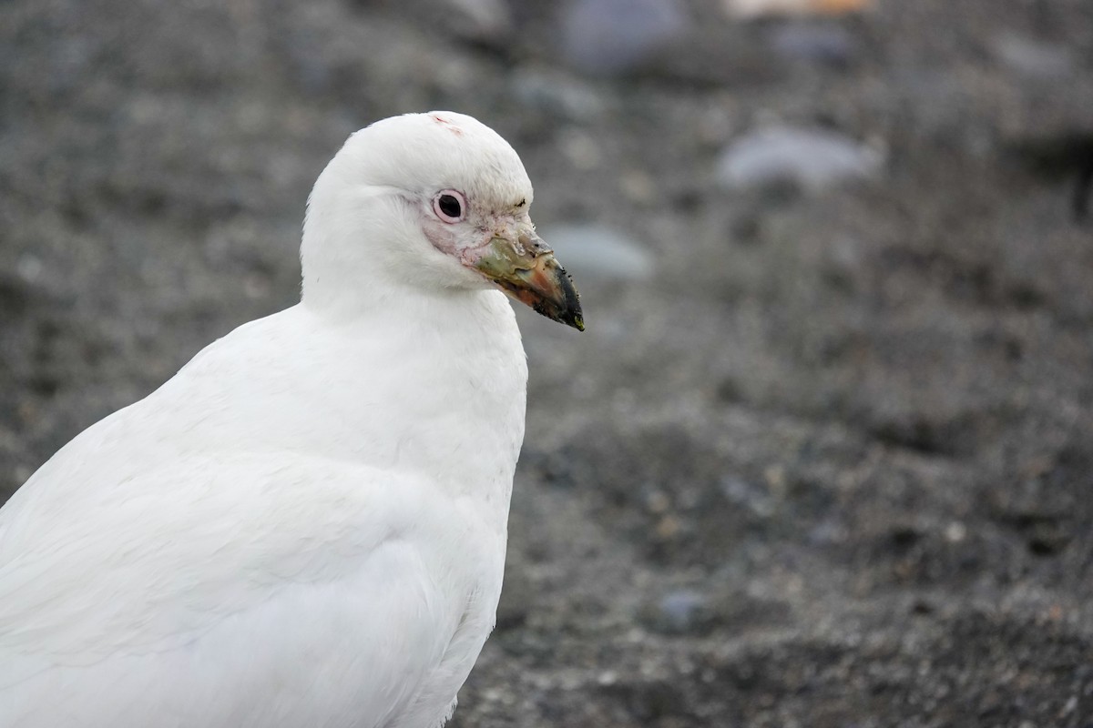 Snowy Sheathbill - ML645521678