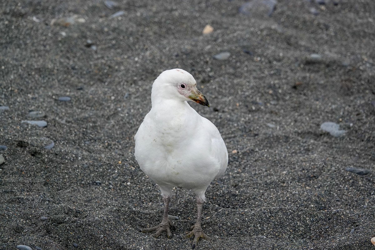 Snowy Sheathbill - ML645521679