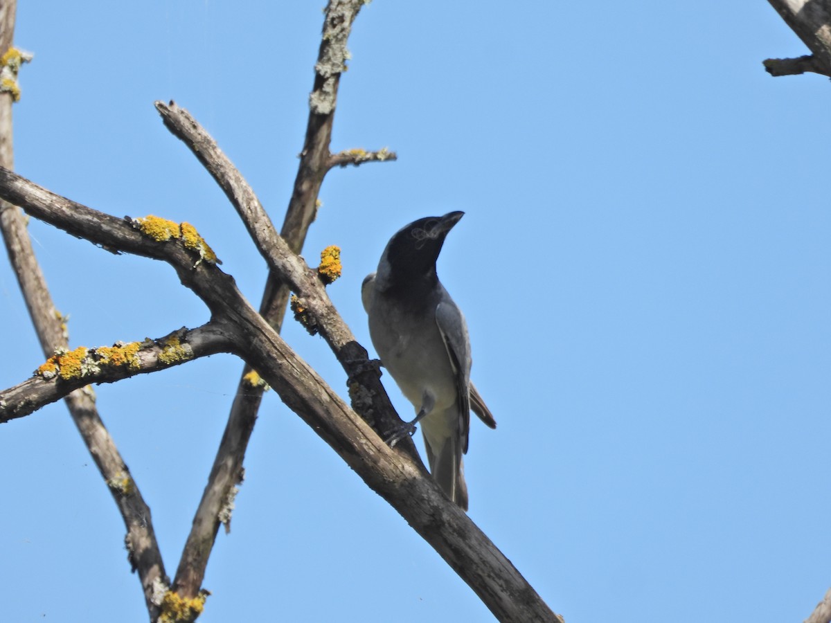 Black-faced Cuckooshrike - ML645521682