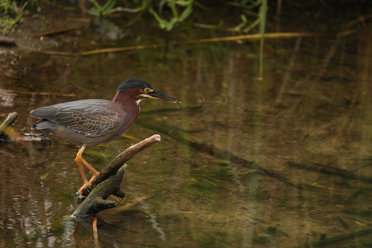 Green Heron - ML645521696