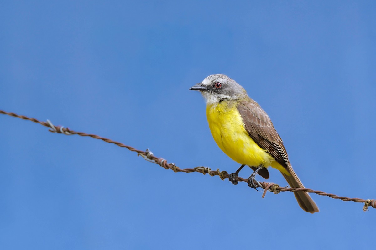 Gray-capped Flycatcher - ML645521709