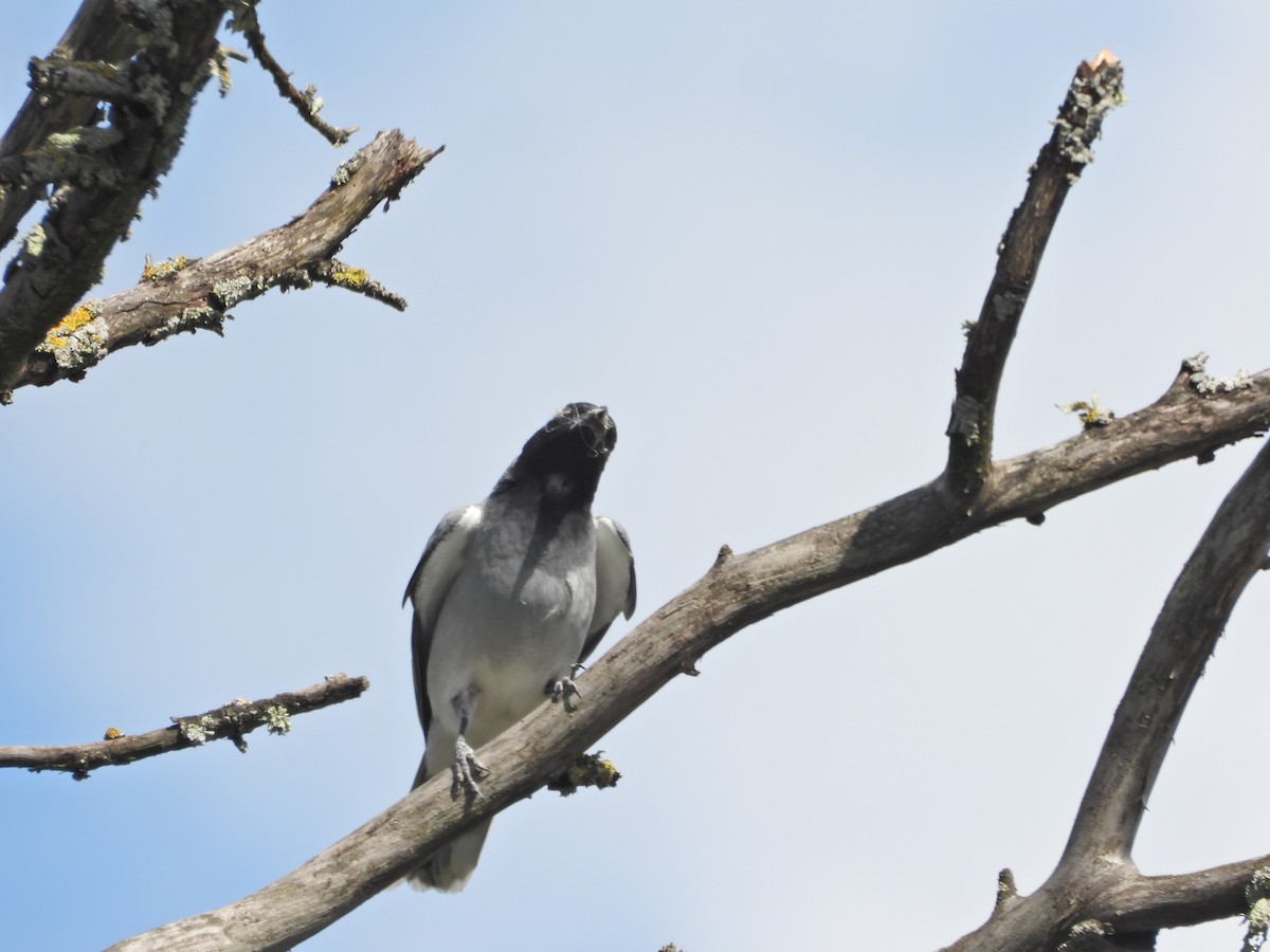 Black-faced Cuckooshrike - ML645521710