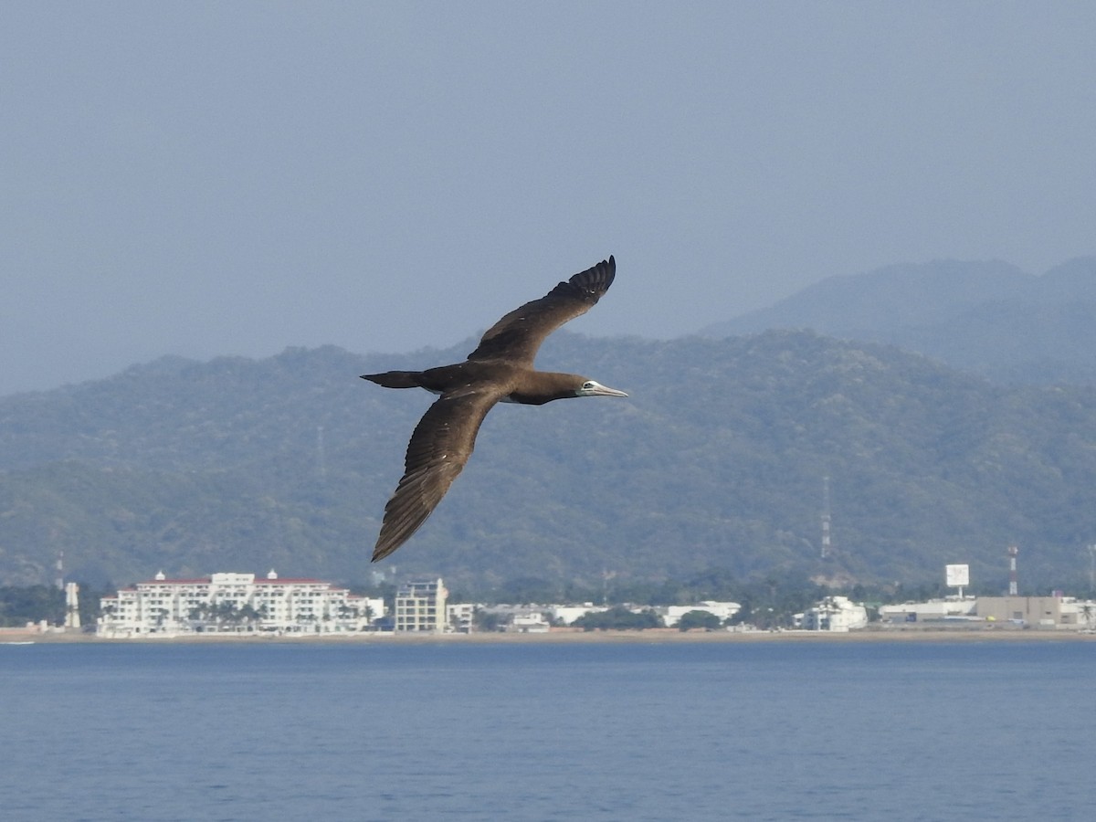 Cocos Booby - ML645521719