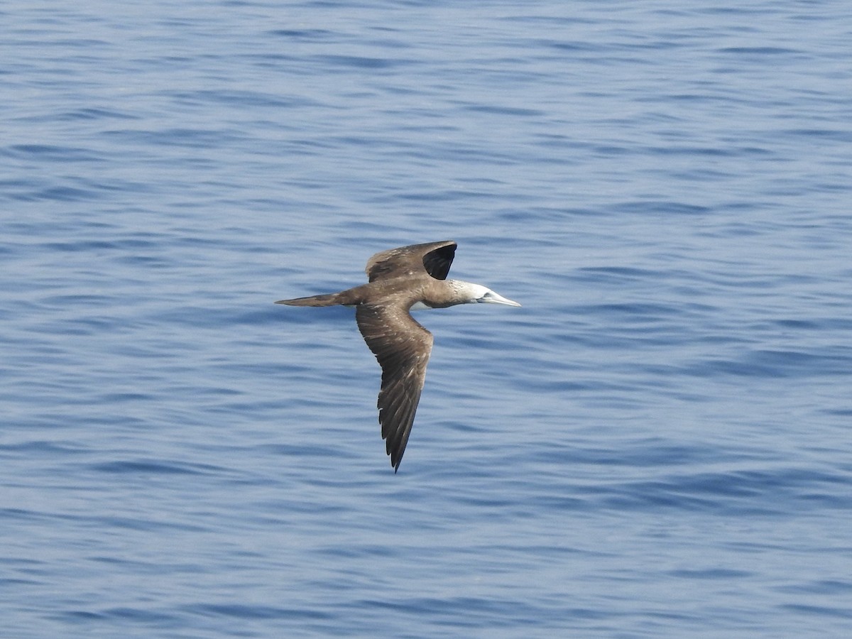 Cocos Booby - ML645521720