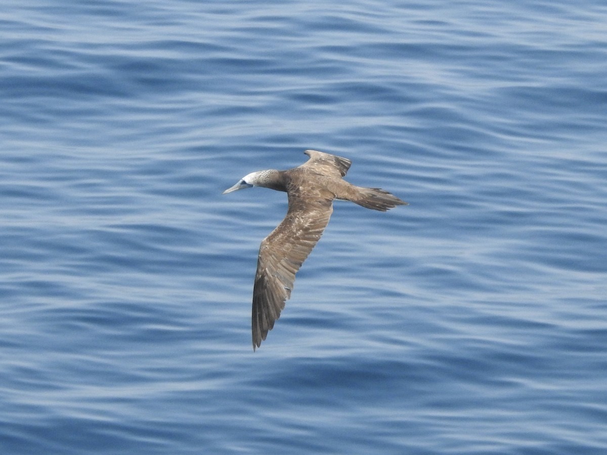 Cocos Booby - ML645521721